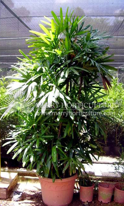 Rhapis excelsa (Lady Palm)